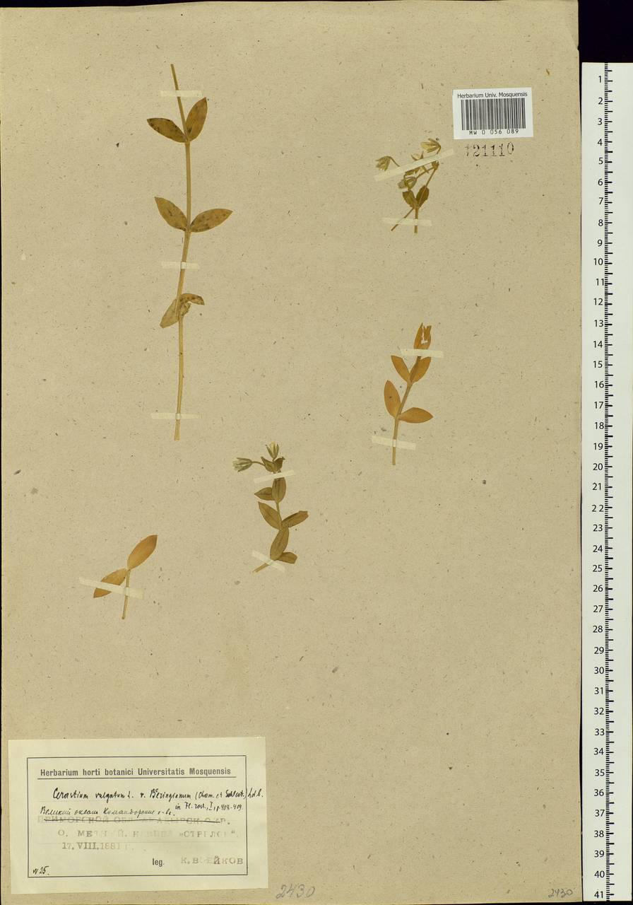 Cerastium fischerianum, Siberia, Chukotka & Kamchatka (S7) (Russia)