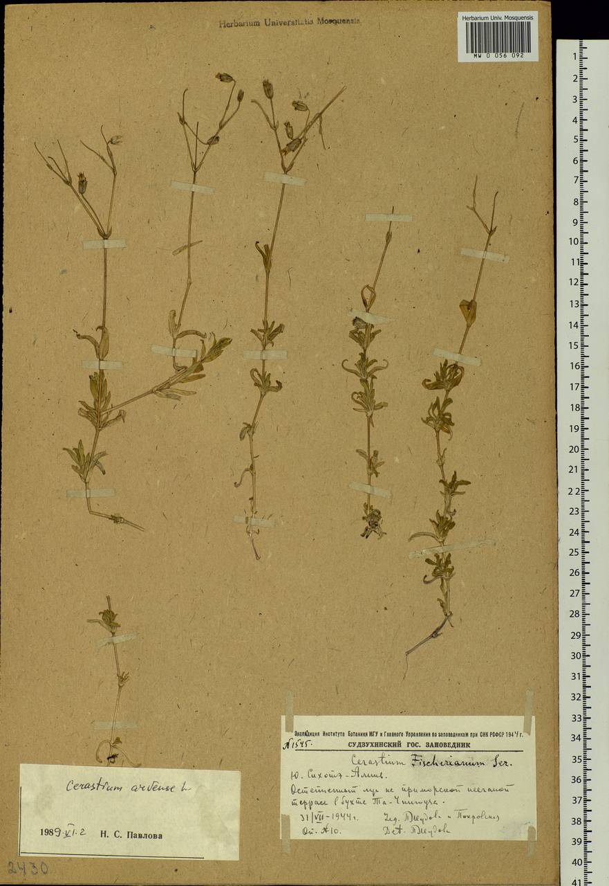 Cerastium fischerianum, Siberia, Russian Far East (S6) (Russia)