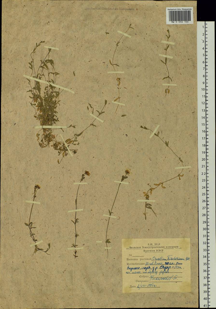 Cerastium fischerianum Ser., Siberia, Western Siberia (S1) (Russia)