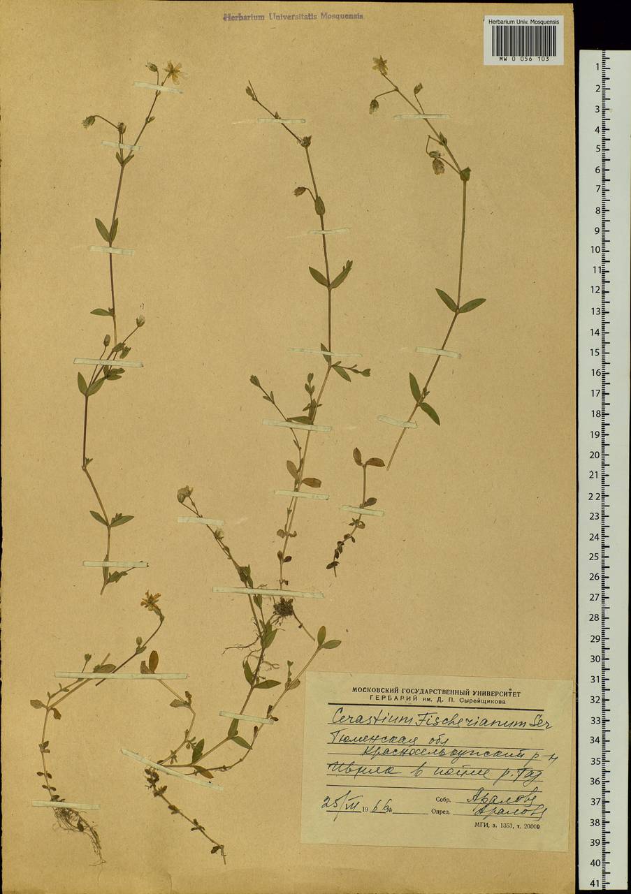 Cerastium fischerianum, Siberia, Western Siberia (S1) (Russia)