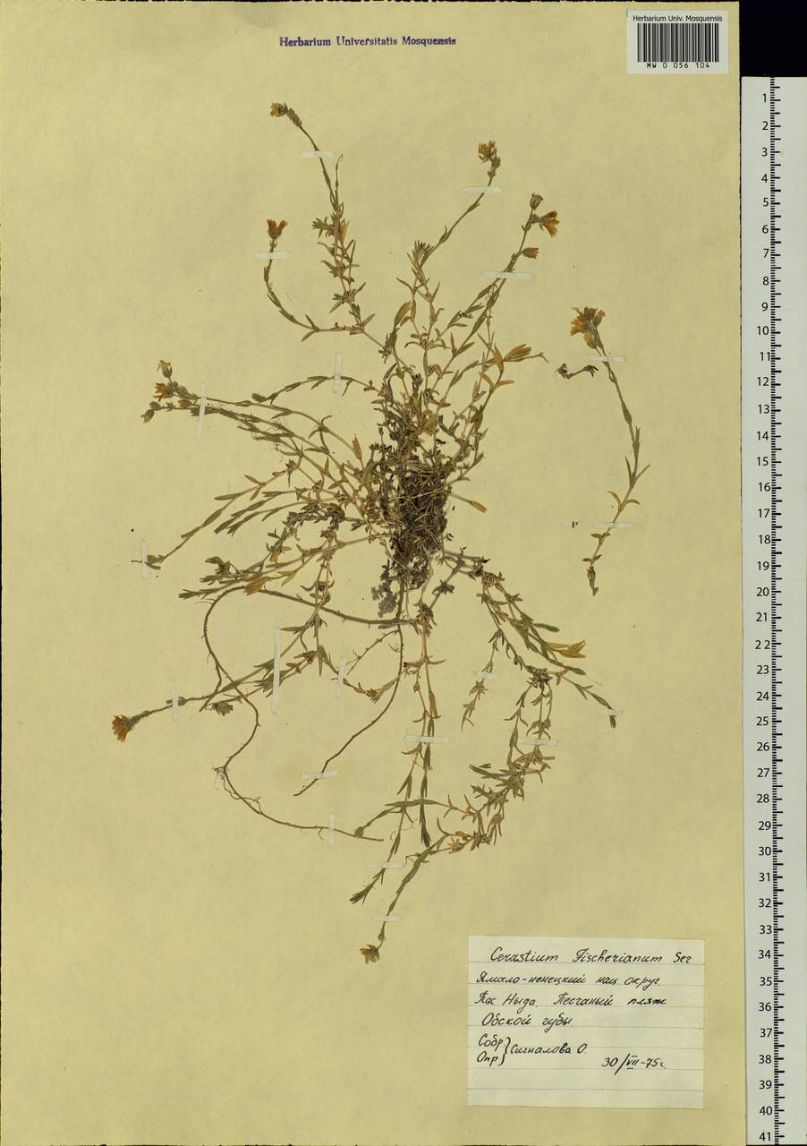 Cerastium fischerianum, Siberia, Western Siberia (S1) (Russia)