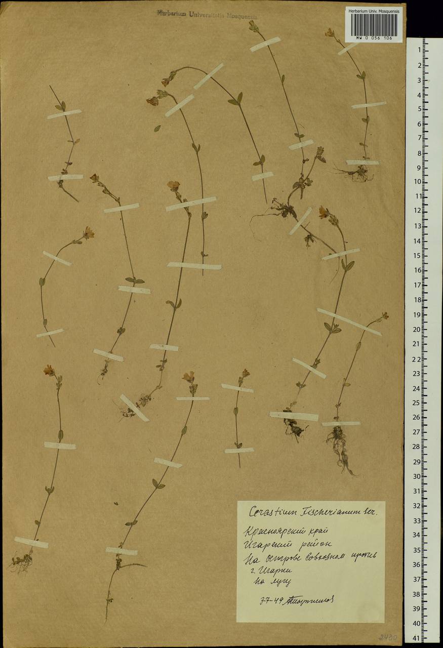 Cerastium fischerianum, Siberia, Central Siberia (S3) (Russia)