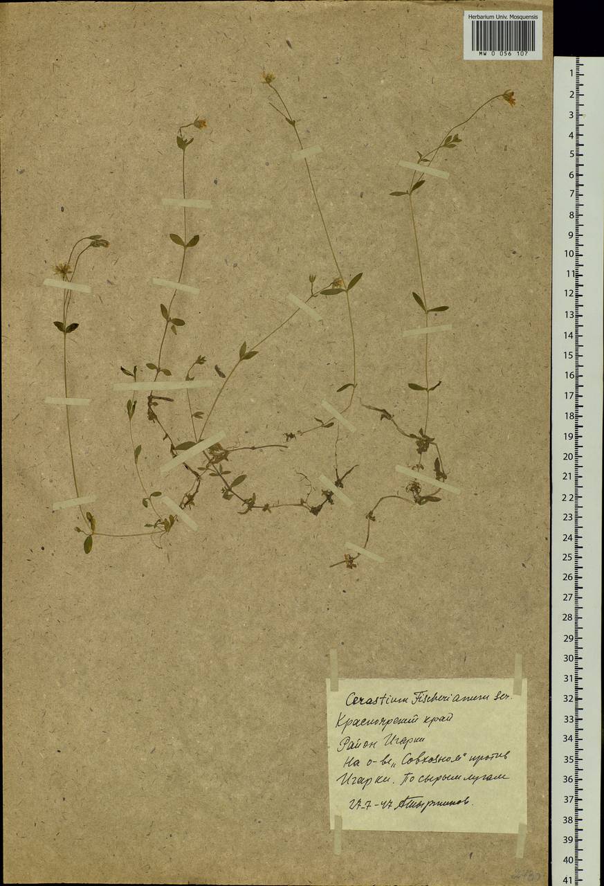 Cerastium fischerianum Ser., Siberia, Central Siberia (S3) (Russia)