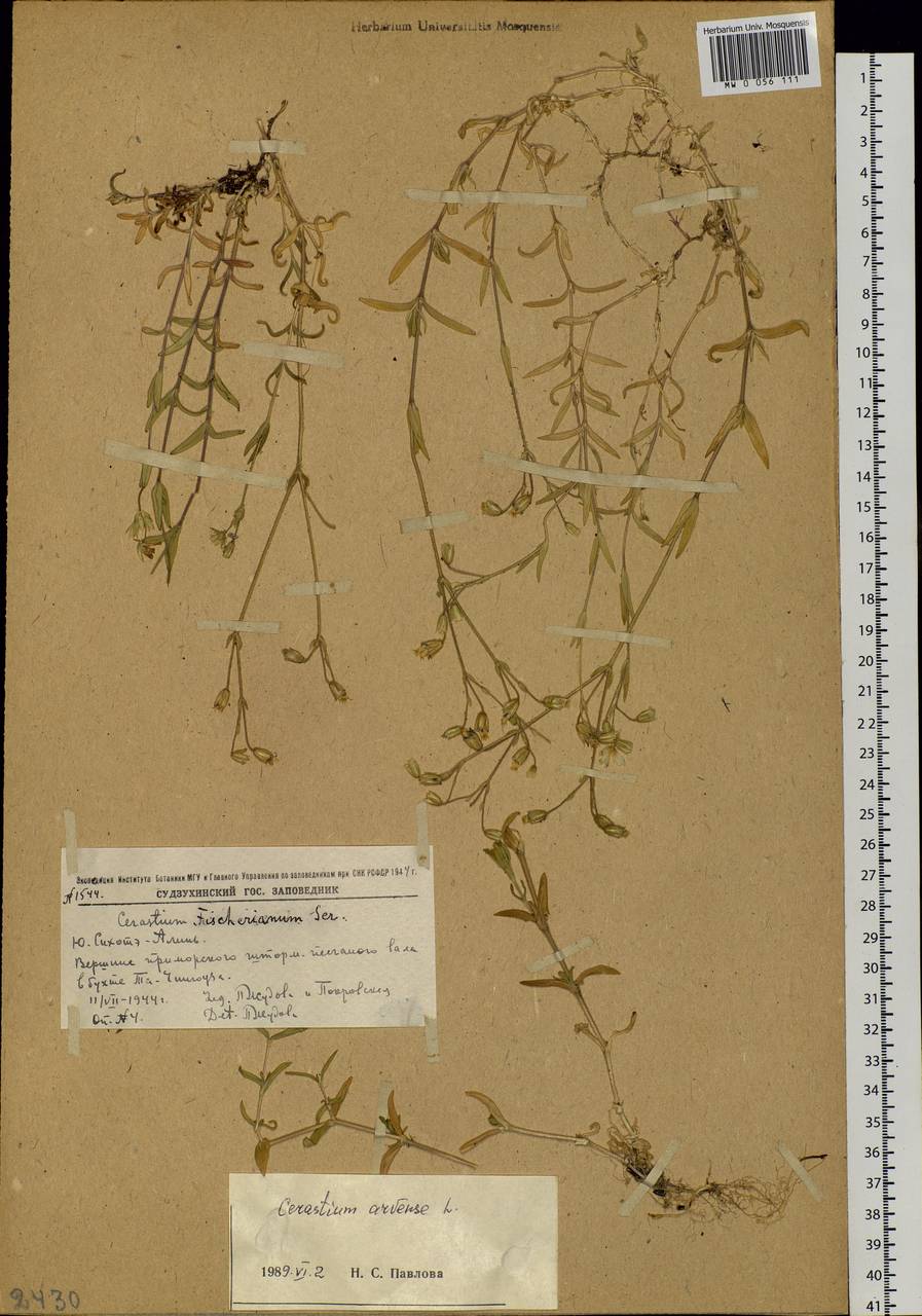 Cerastium fischerianum, Siberia, Russian Far East (S6) (Russia)