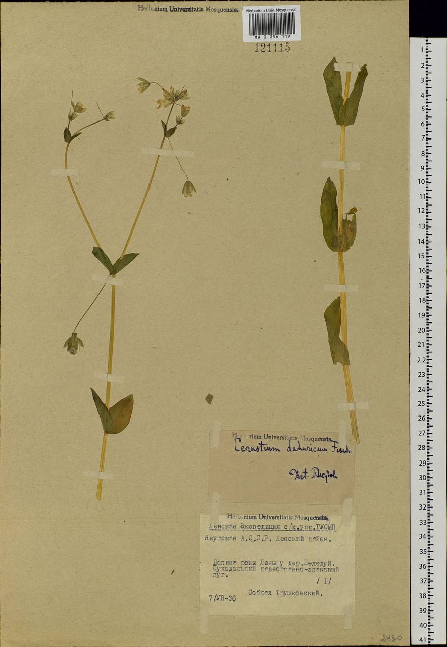 Dichodon davuricum (Fisch. ex Spreng.) Á. Löve & D. Löve, Siberia, Yakutia (S5) (Russia)