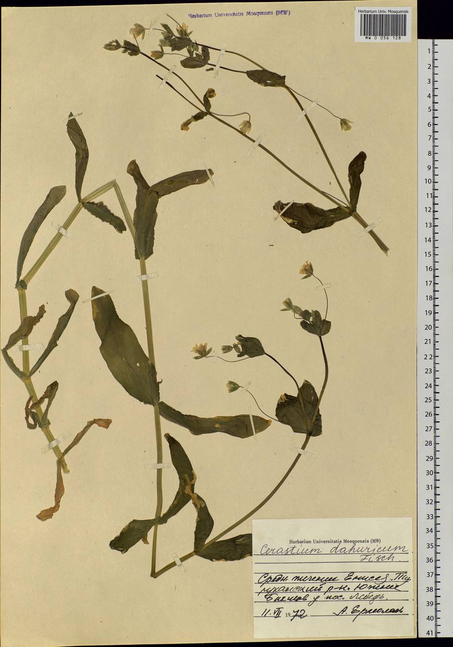 Dichodon davuricum (Fisch. ex Spreng.) Á. Löve & D. Löve, Siberia, Central Siberia (S3) (Russia)