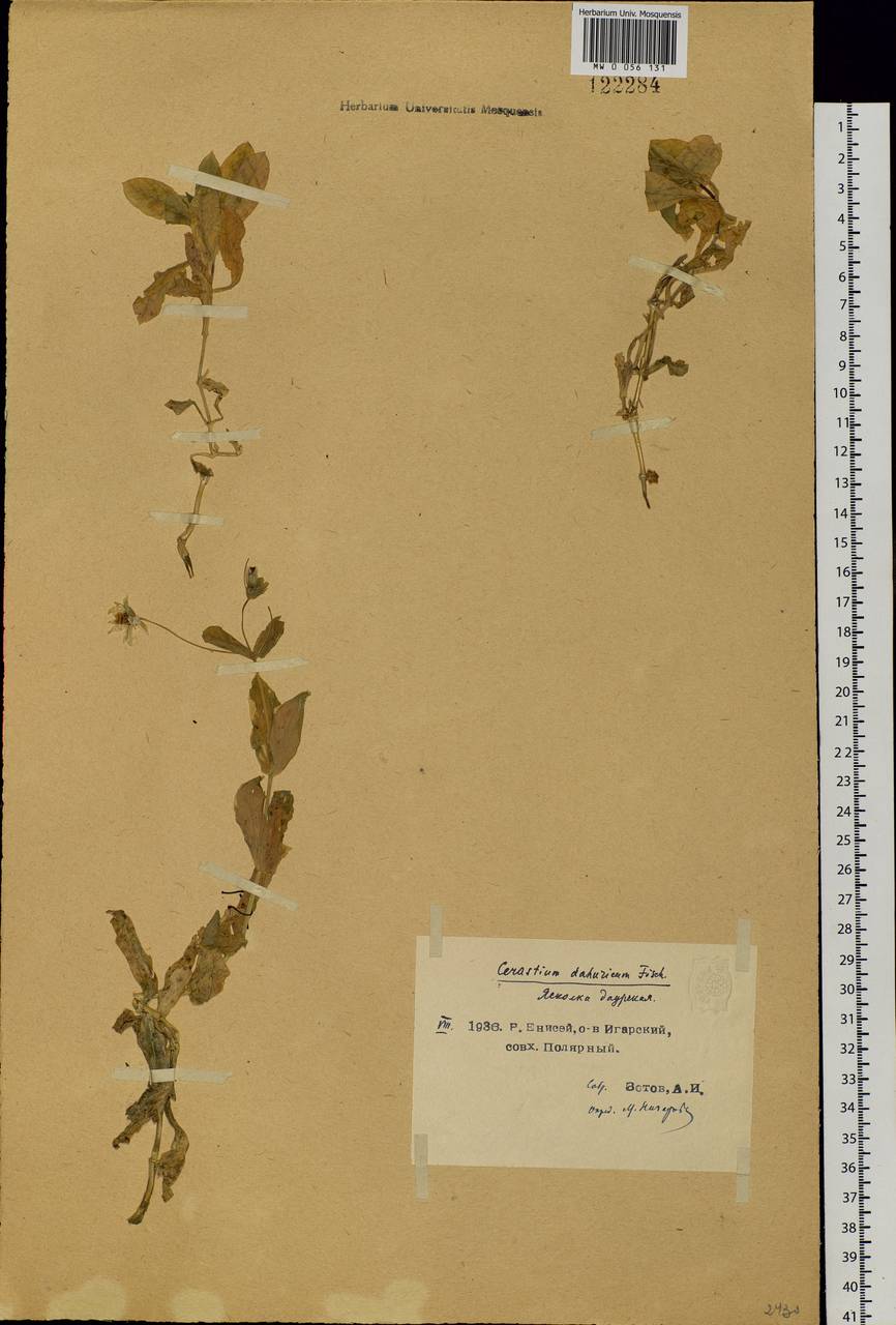 Dichodon davuricum (Fisch. ex Spreng.) Á. Löve & D. Löve, Siberia, Central Siberia (S3) (Russia)