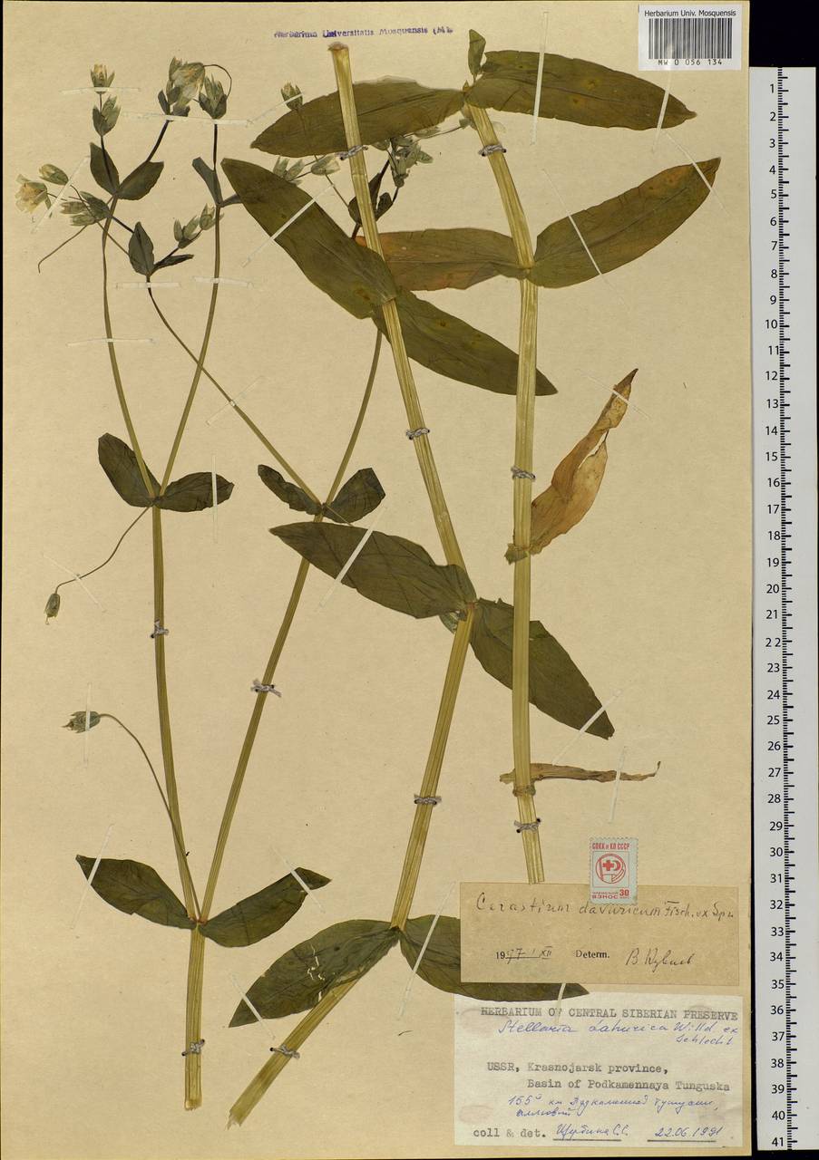 Dichodon davuricum (Fisch. ex Spreng.) Á. Löve & D. Löve, Siberia, Central Siberia (S3) (Russia)