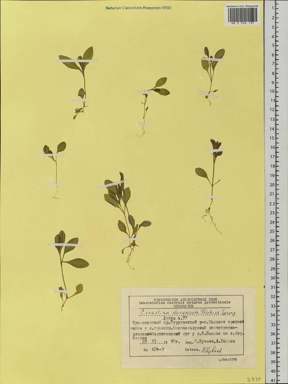 Dichodon davuricum (Fisch. ex Spreng.) Á. Löve & D. Löve, Siberia, Central Siberia (S3) (Russia)