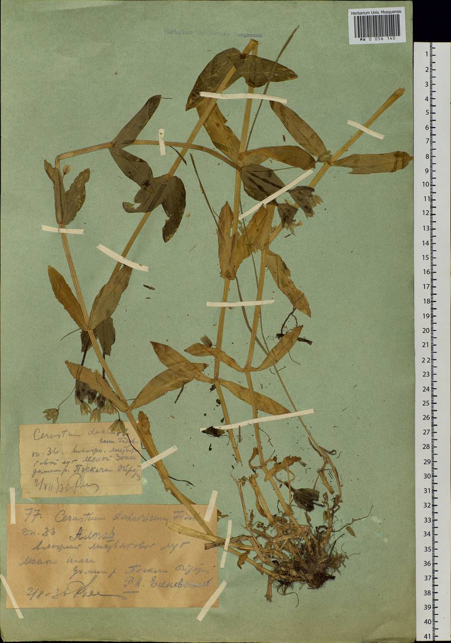 Dichodon davuricum (Fisch. ex Spreng.) Á. Löve & D. Löve, Siberia, Western (Kazakhstan) Altai Mountains (S2a) (Kazakhstan)