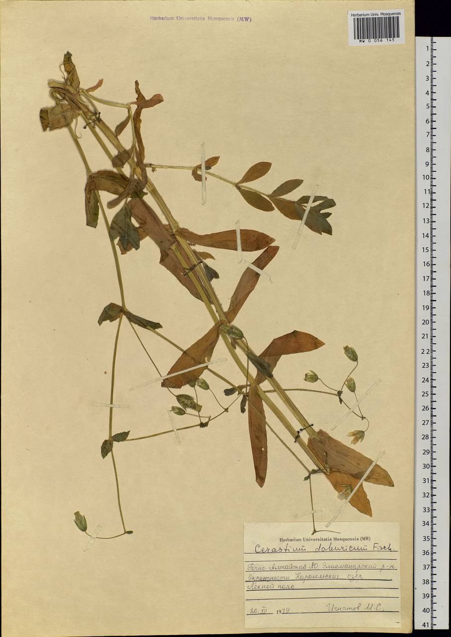 Dichodon davuricum (Fisch. ex Spreng.) Á. Löve & D. Löve, Siberia, Altai & Sayany Mountains (S2) (Russia)