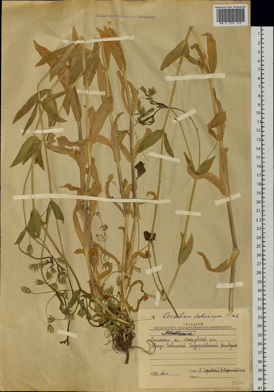 Dichodon davuricum (Fisch. ex Spreng.) Á. Löve & D. Löve, Siberia, Western Siberia (S1) (Russia)