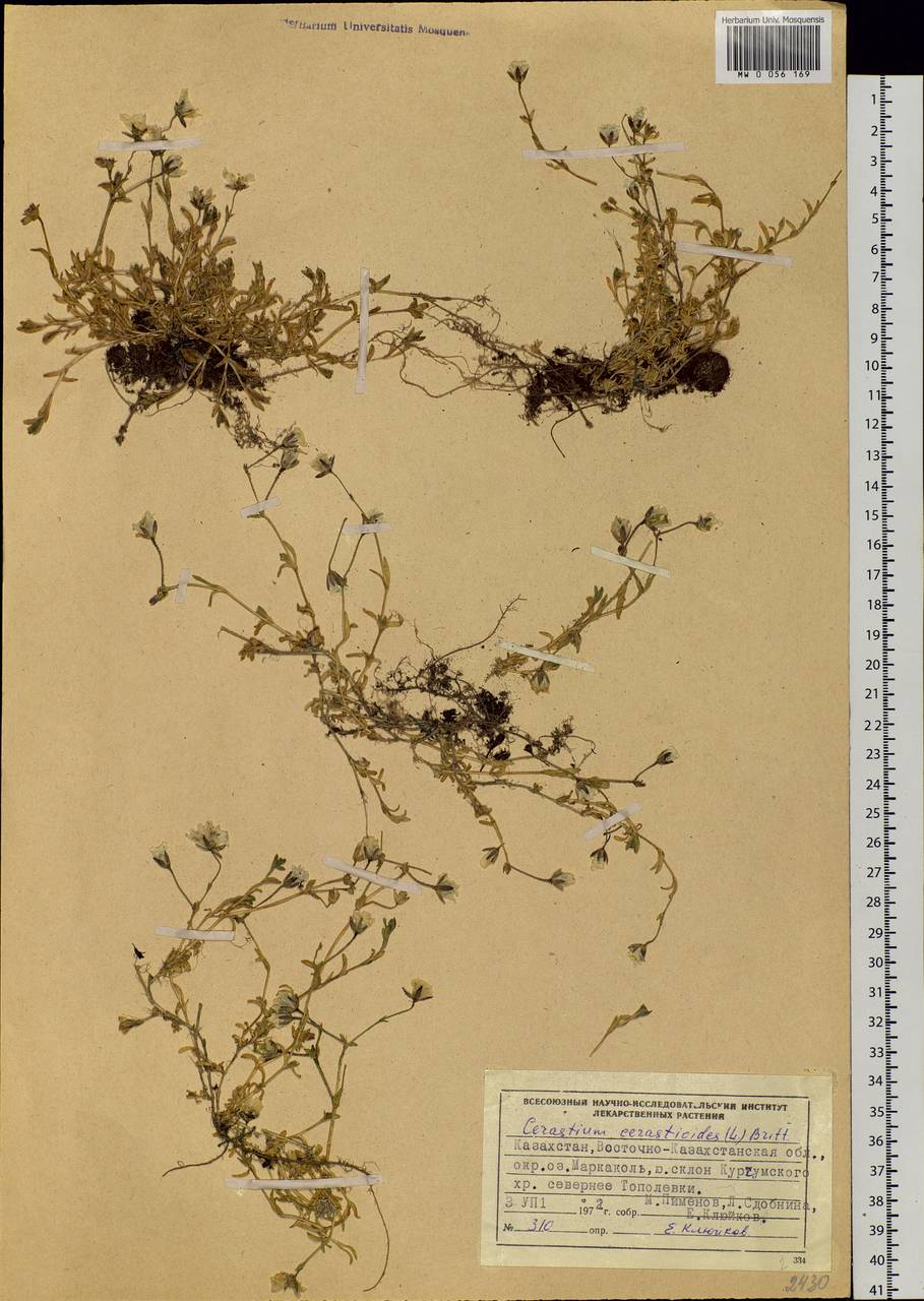 Dichodon cerastoides (L.) Rchb., Siberia, Western (Kazakhstan) Altai Mountains (S2a) (Kazakhstan)