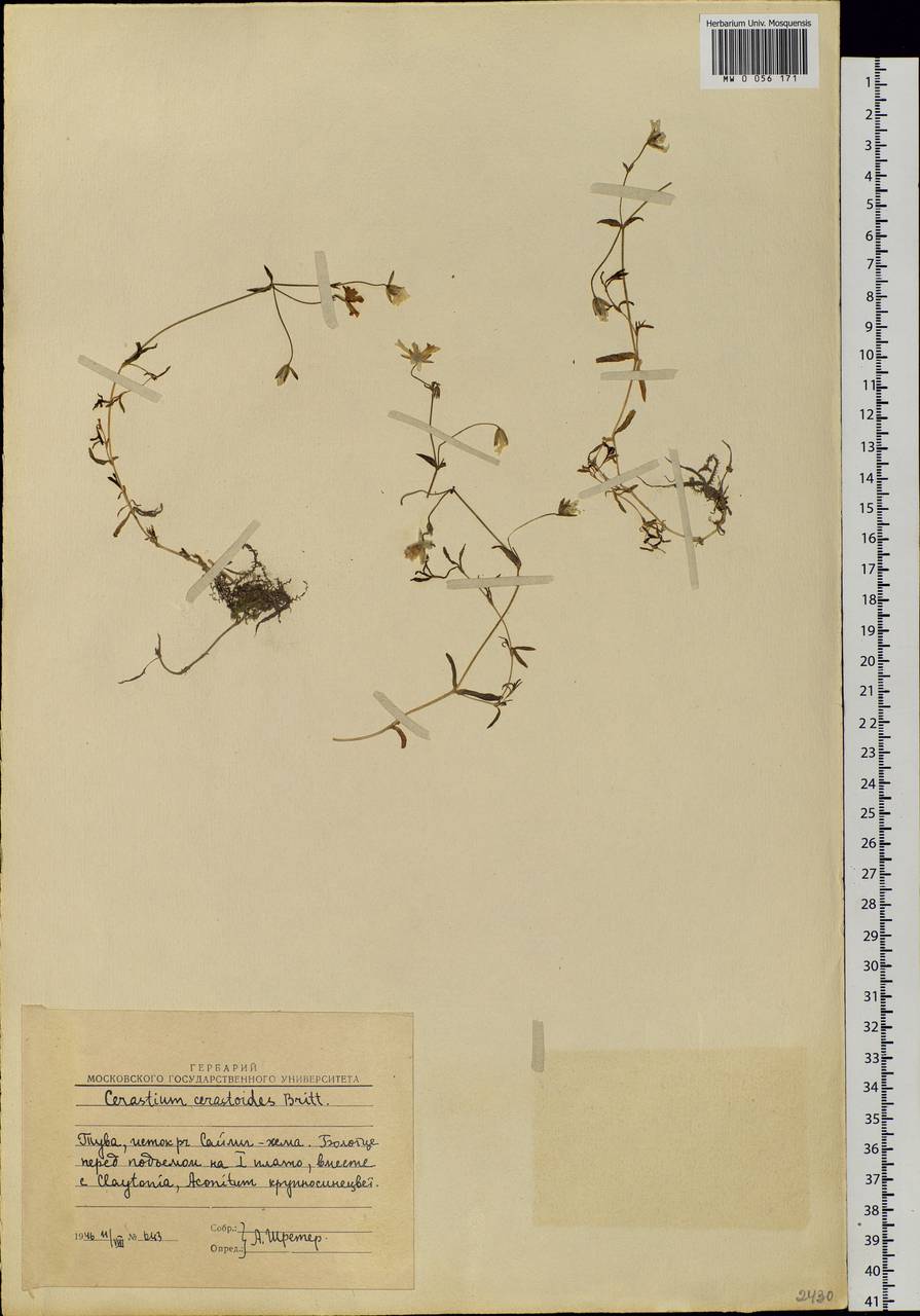 Dichodon cerastoides (L.) Rchb., Siberia, Altai & Sayany Mountains (S2) (Russia)
