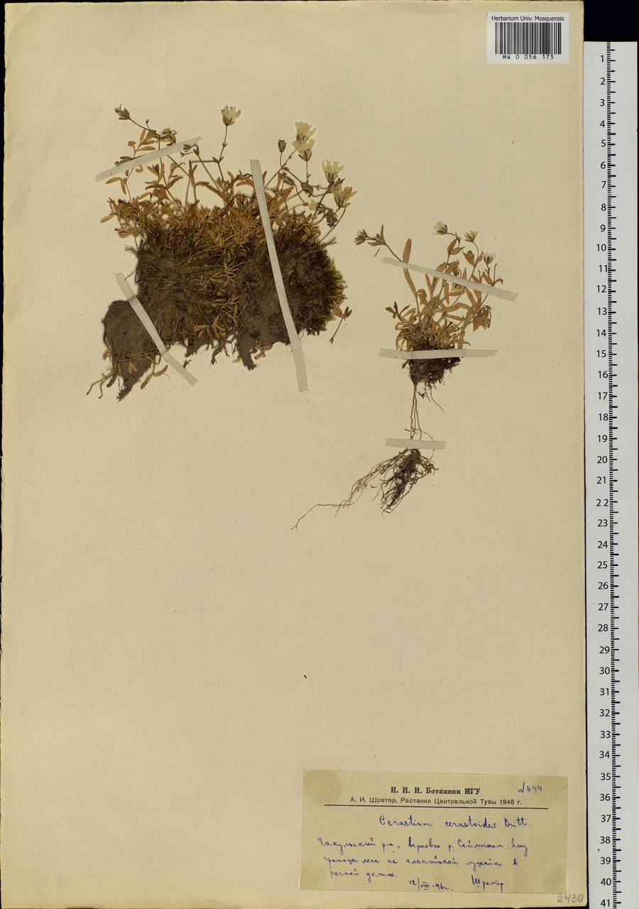 Dichodon cerastoides (L.) Rchb., Siberia, Altai & Sayany Mountains (S2) (Russia)