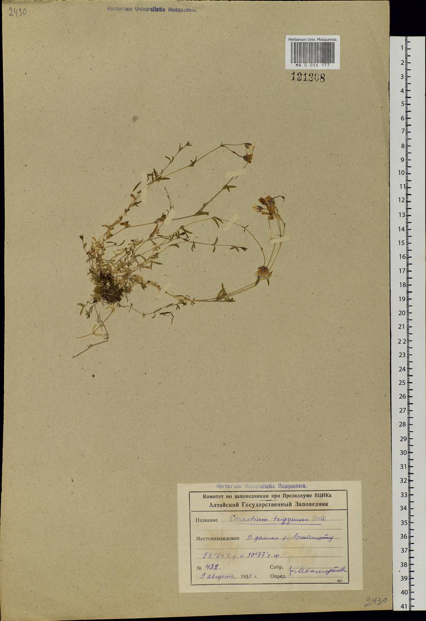 Dichodon cerastoides (L.) Rchb., Siberia, Altai & Sayany Mountains (S2) (Russia)