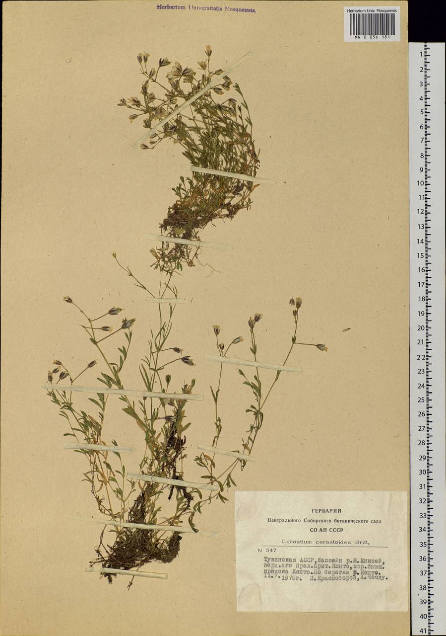 Dichodon cerastoides (L.) Rchb., Siberia, Altai & Sayany Mountains (S2) (Russia)