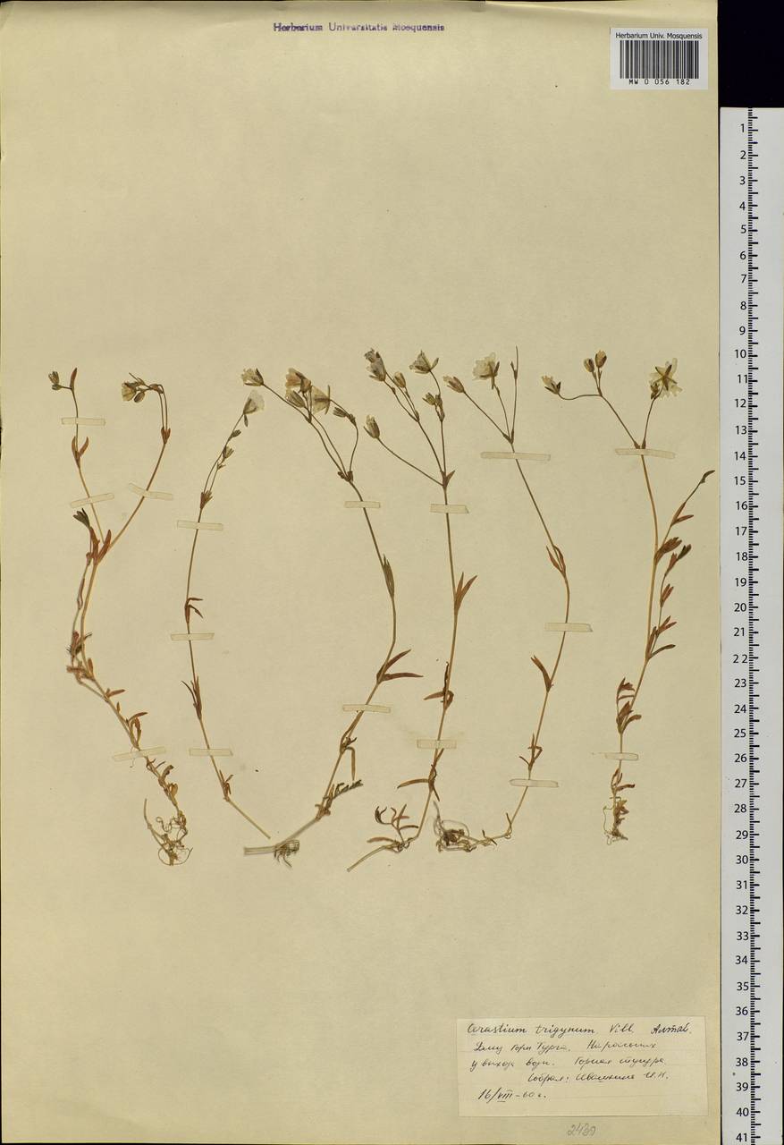Dichodon cerastoides (L.) Rchb., Siberia, Altai & Sayany Mountains (S2) (Russia)