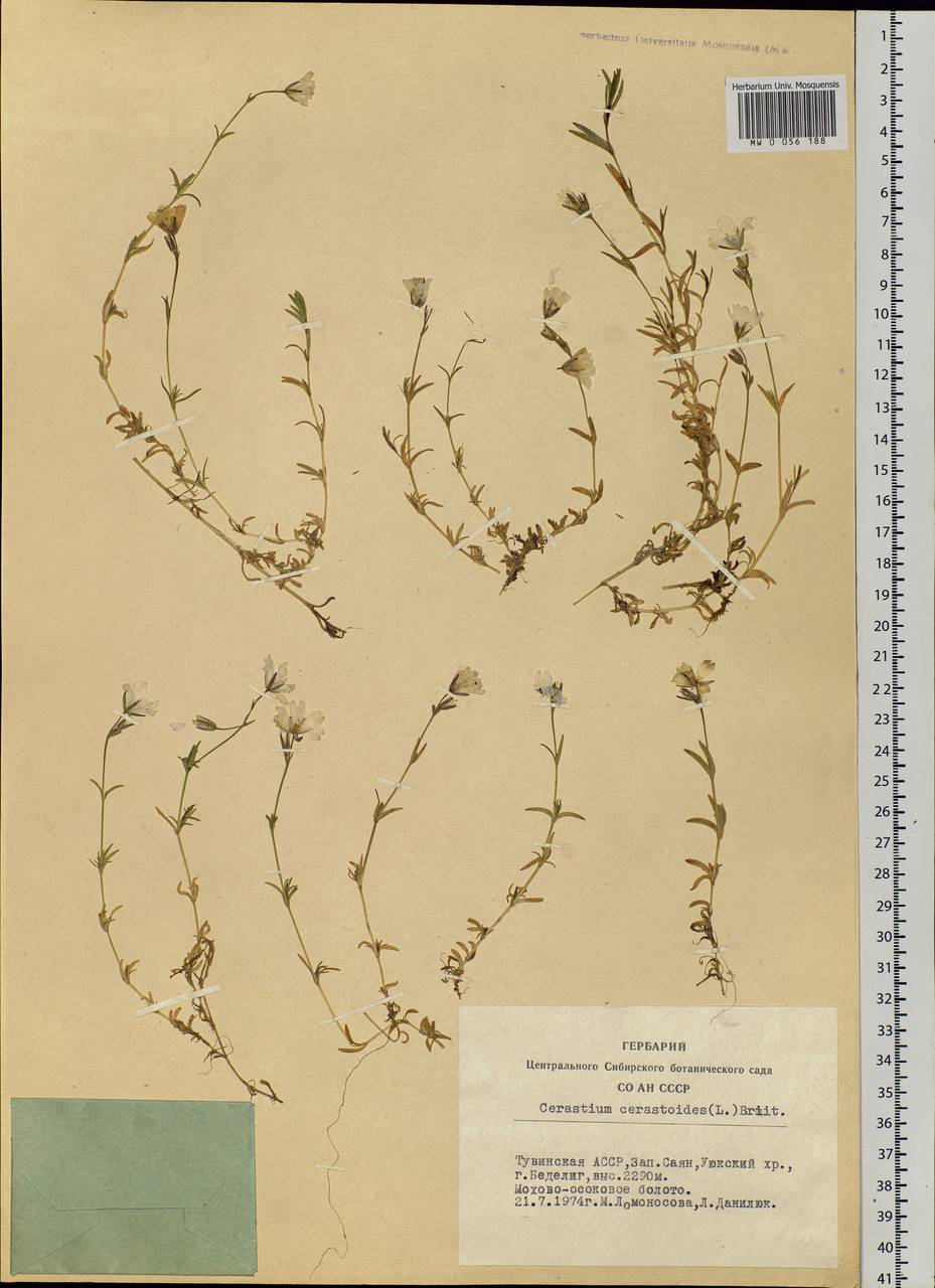 Dichodon cerastoides (L.) Rchb., Siberia, Altai & Sayany Mountains (S2) (Russia)