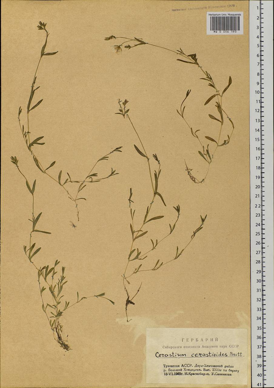 Dichodon cerastoides (L.) Rchb., Siberia, Altai & Sayany Mountains (S2) (Russia)