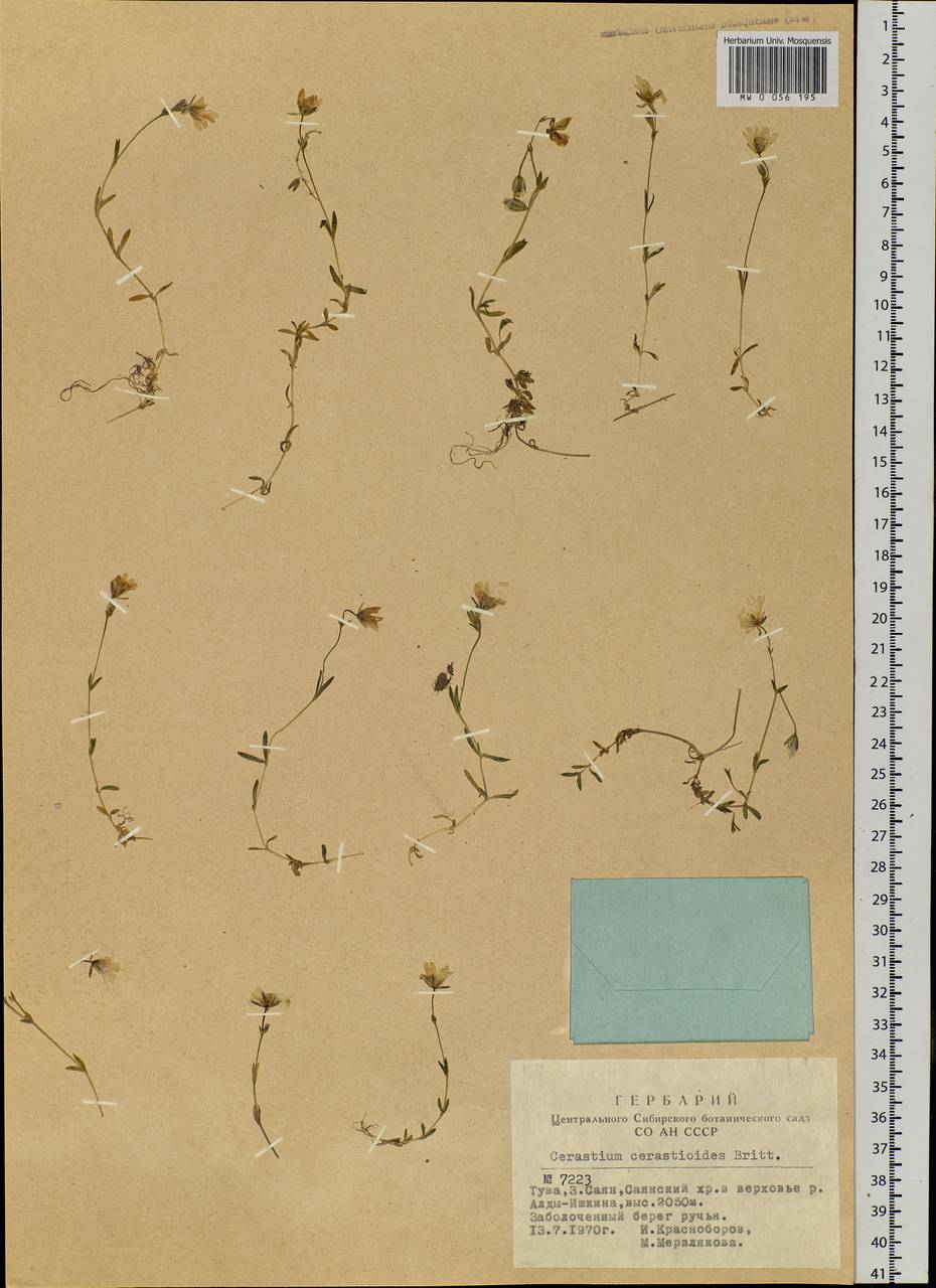 Dichodon cerastoides (L.) Rchb., Siberia, Altai & Sayany Mountains (S2) (Russia)