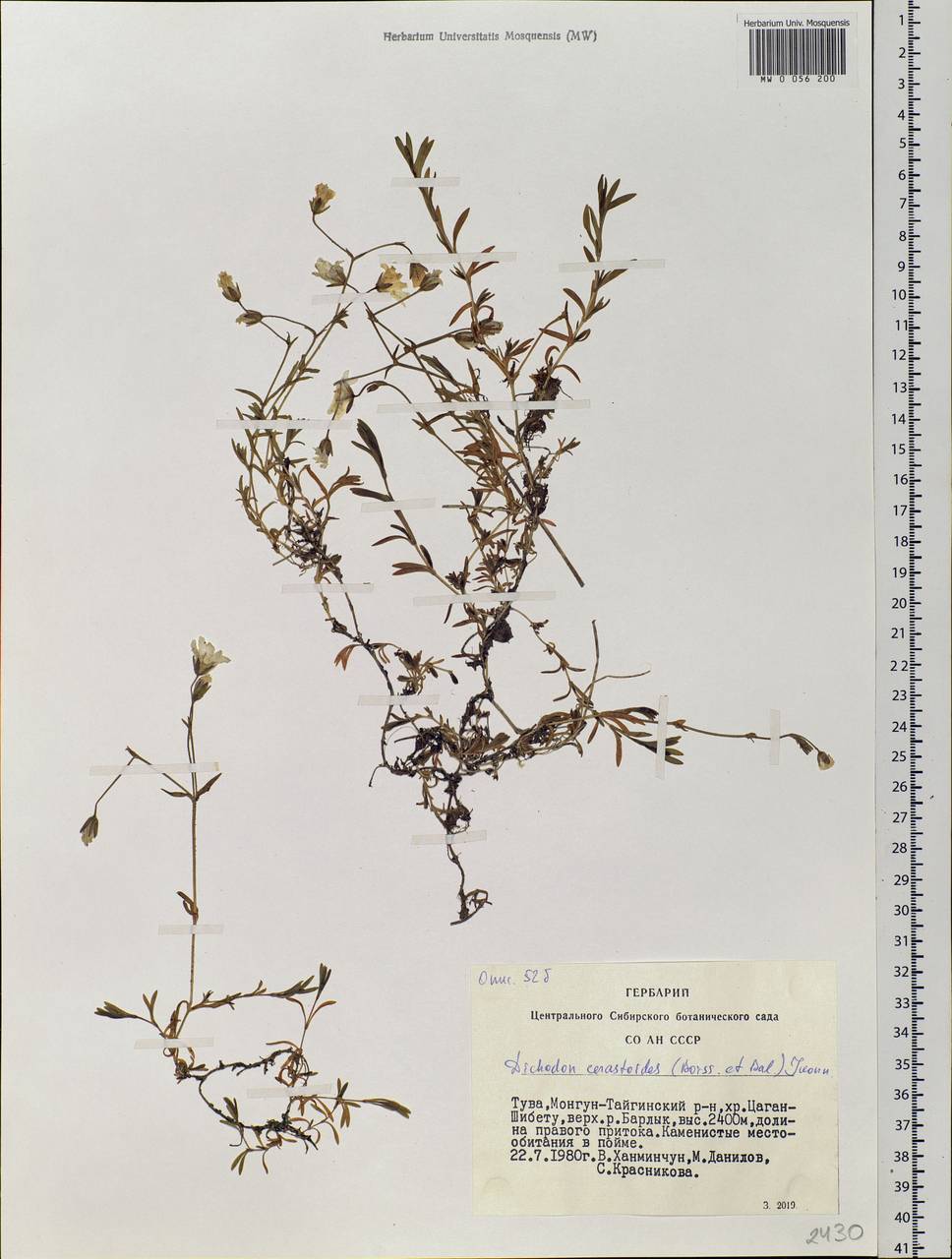 Dichodon cerastoides (L.) Rchb., Siberia, Altai & Sayany Mountains (S2) (Russia)