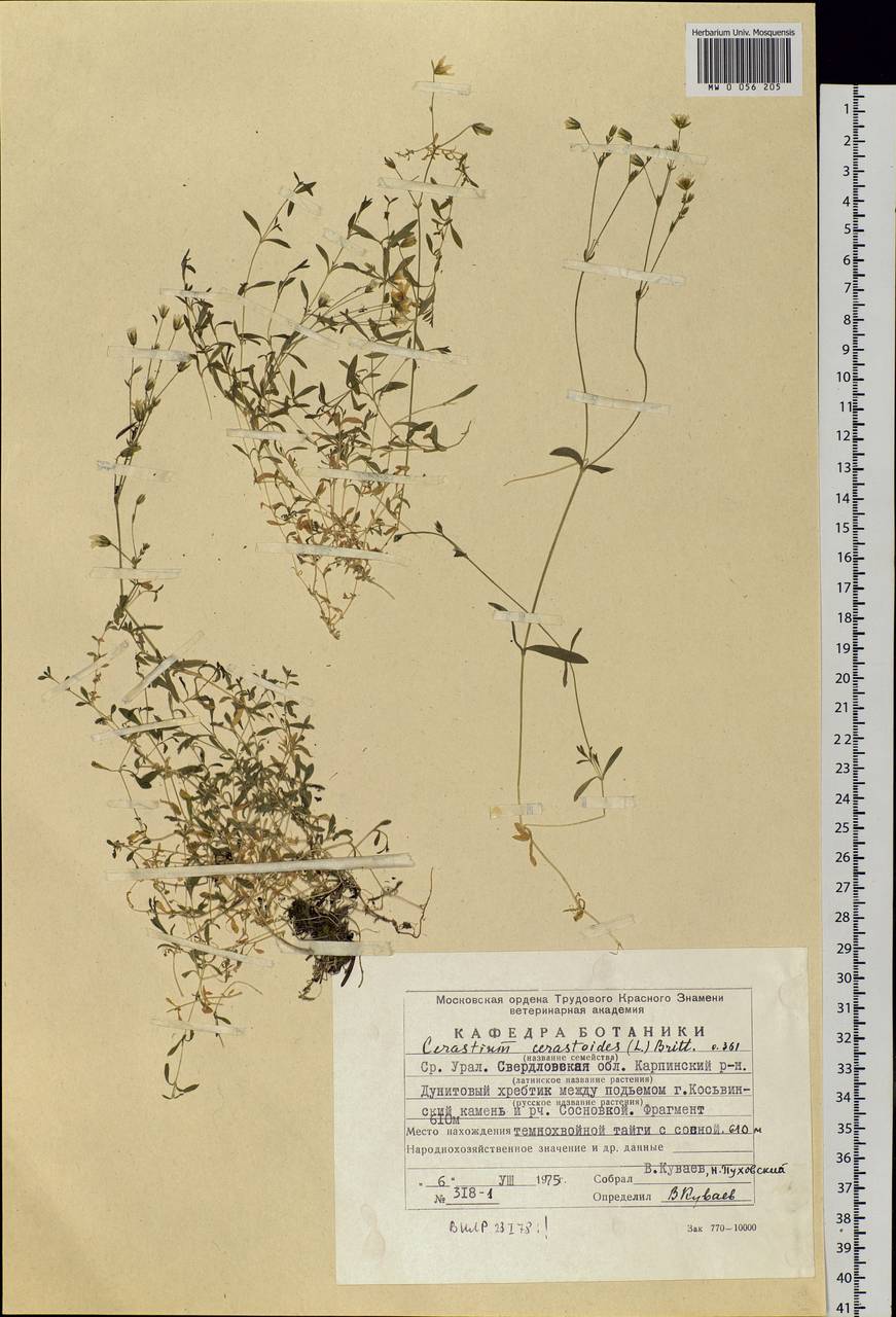 Dichodon cerastoides (L.) Rchb., Eastern Europe, Eastern region (E10) (Russia)