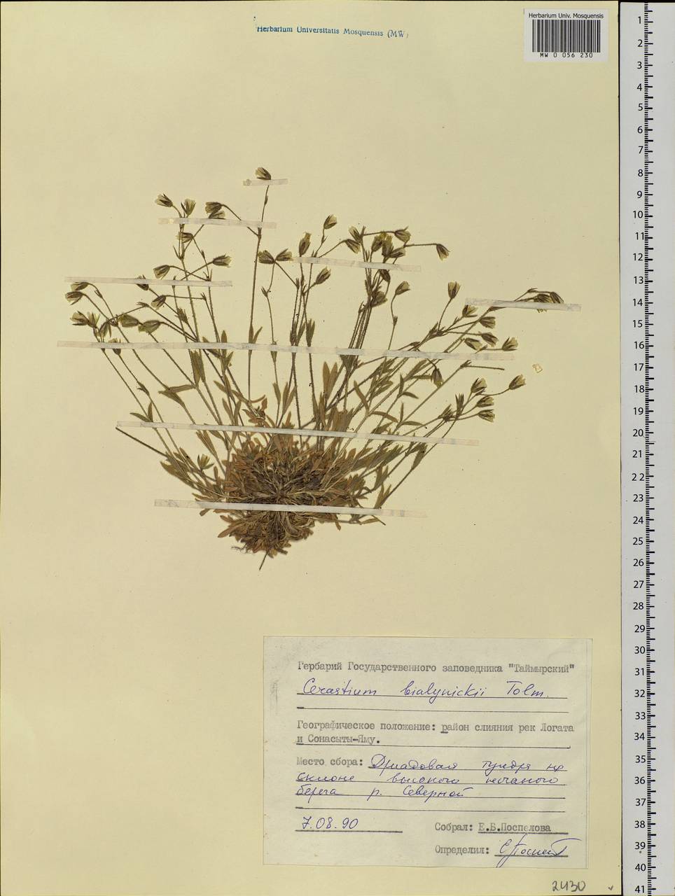 Cerastium bialynickii Tolm., Siberia, Central Siberia (S3) (Russia)