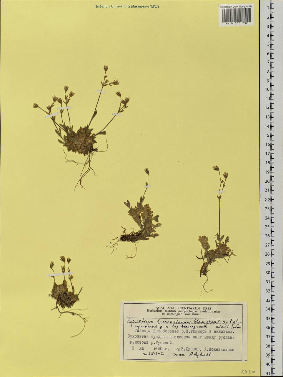 Cerastium bialynickii A. Tolm., Siberia, Central Siberia (S3) (Russia)