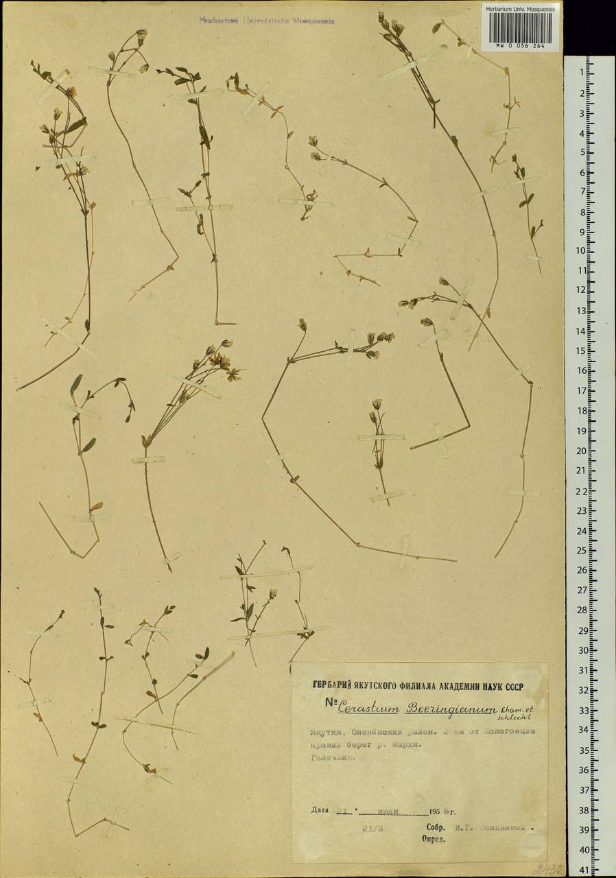 Cerastium beeringianum Cham. & Schltdl., Siberia, Yakutia (S5) (Russia)