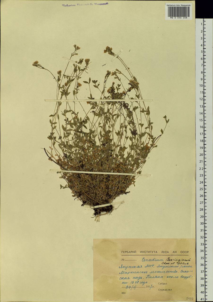 Cerastium beeringianum Cham. & Schltdl., Siberia, Yakutia (S5) (Russia)