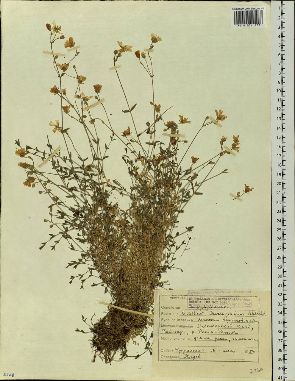 Cerastium beeringianum, Siberia, Central Siberia (S3) (Russia)