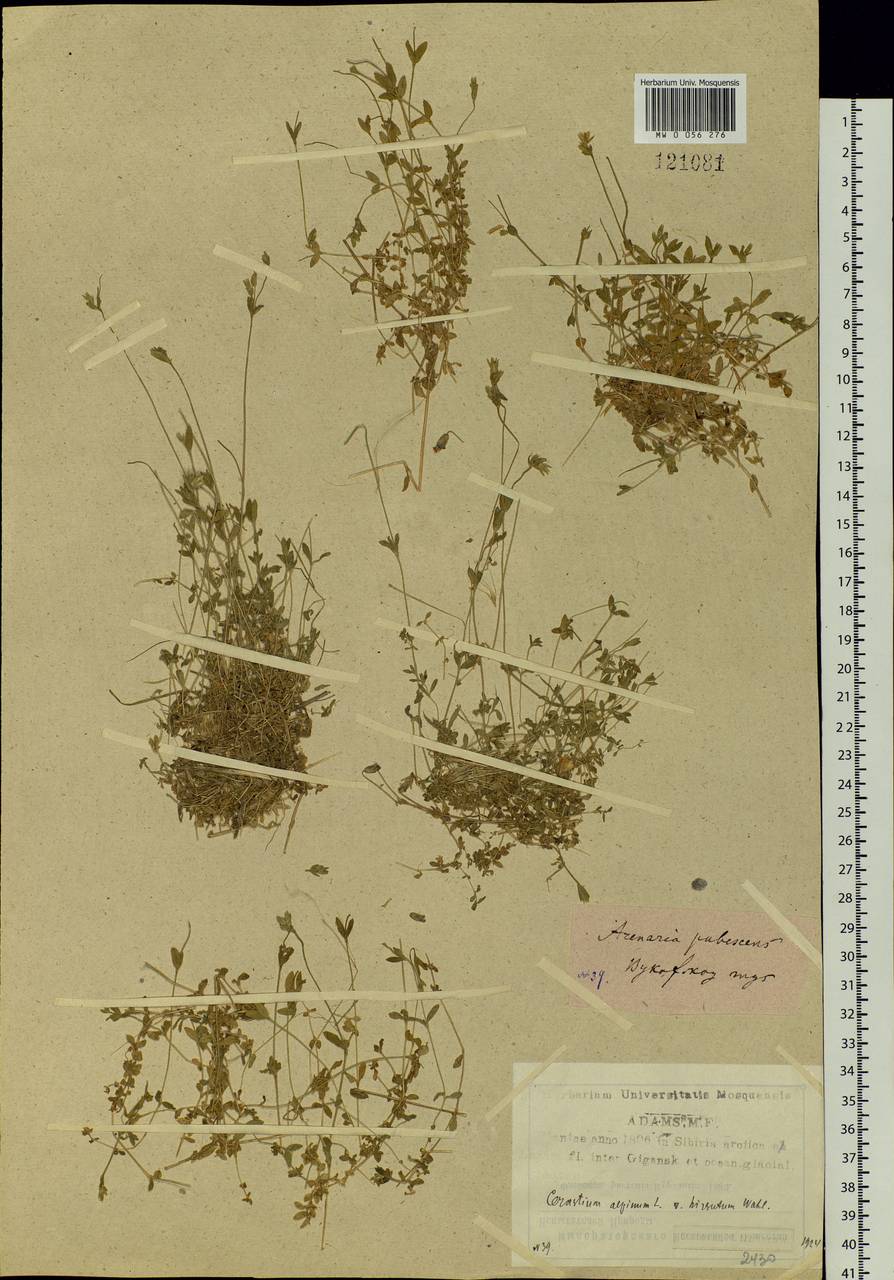 Cerastium beeringianum Cham. & Schltdl., Siberia, Yakutia (S5) (Russia)