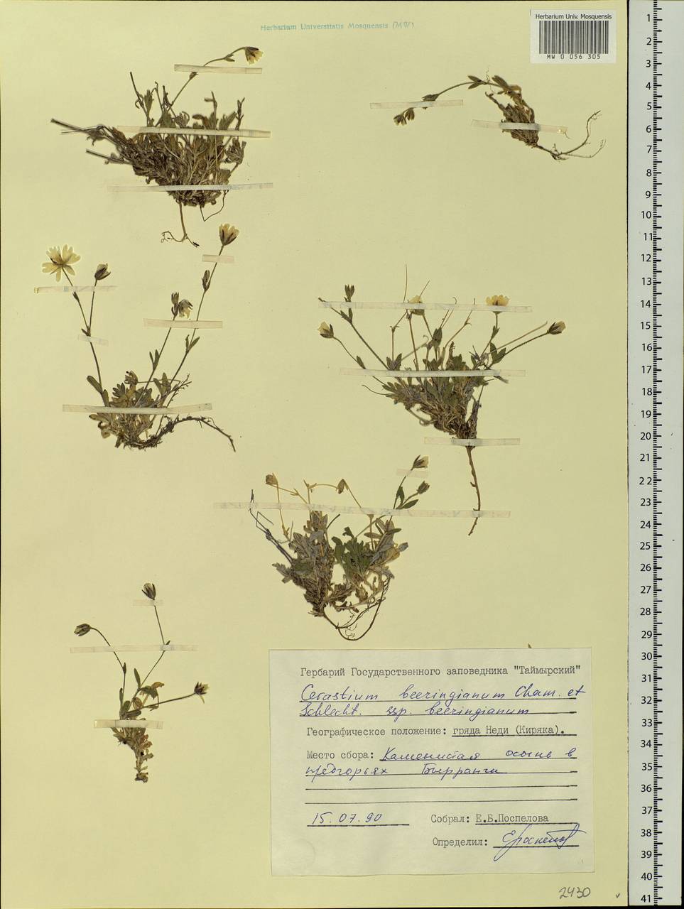 Cerastium beeringianum Cham. & Schltdl., Siberia, Central Siberia (S3) (Russia)