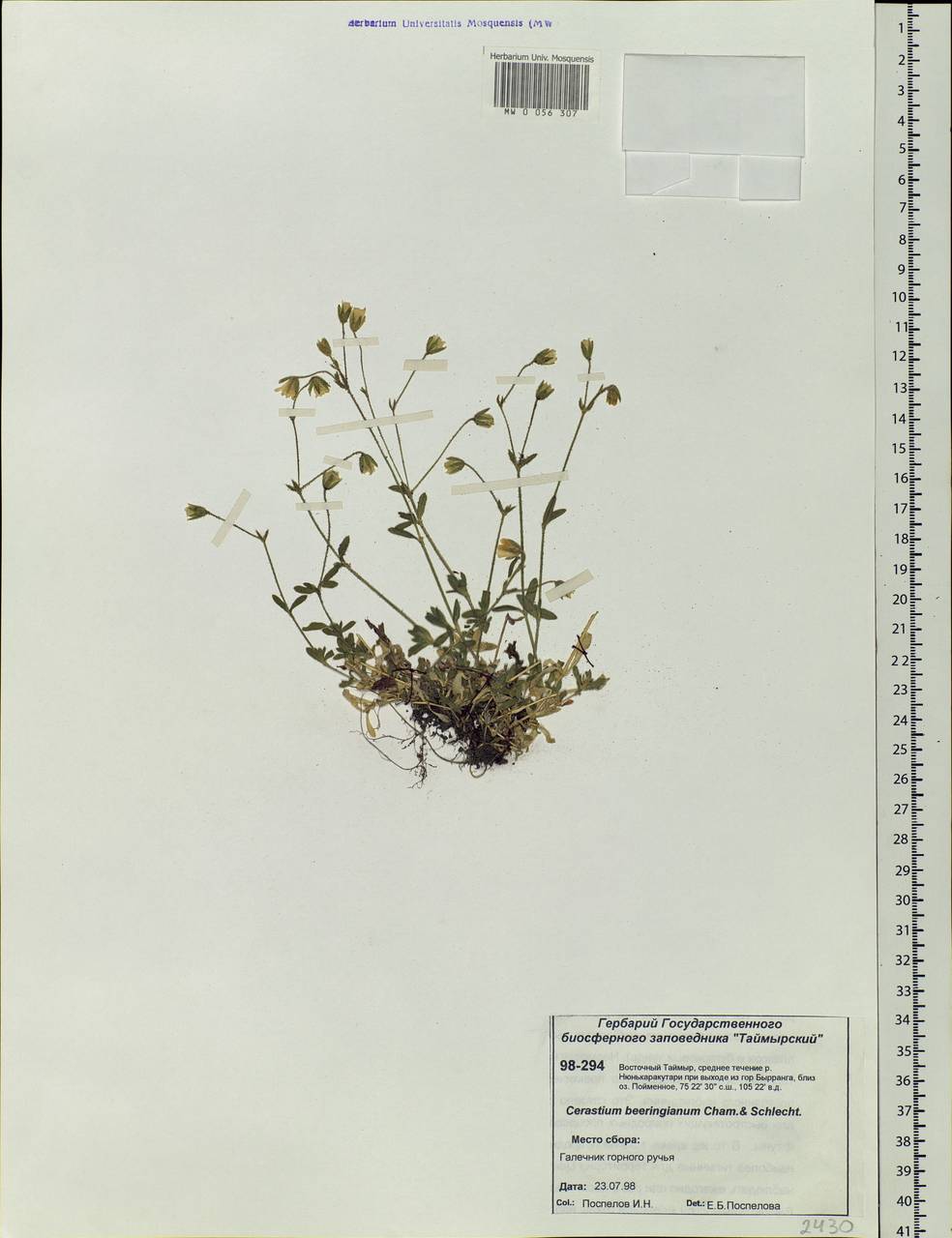 Cerastium beeringianum Cham. & Schltdl., Siberia, Central Siberia (S3) (Russia)