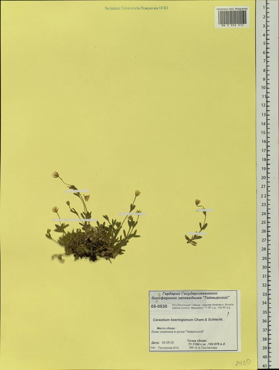 Cerastium beeringianum Cham. & Schltdl., Siberia, Central Siberia (S3) (Russia)