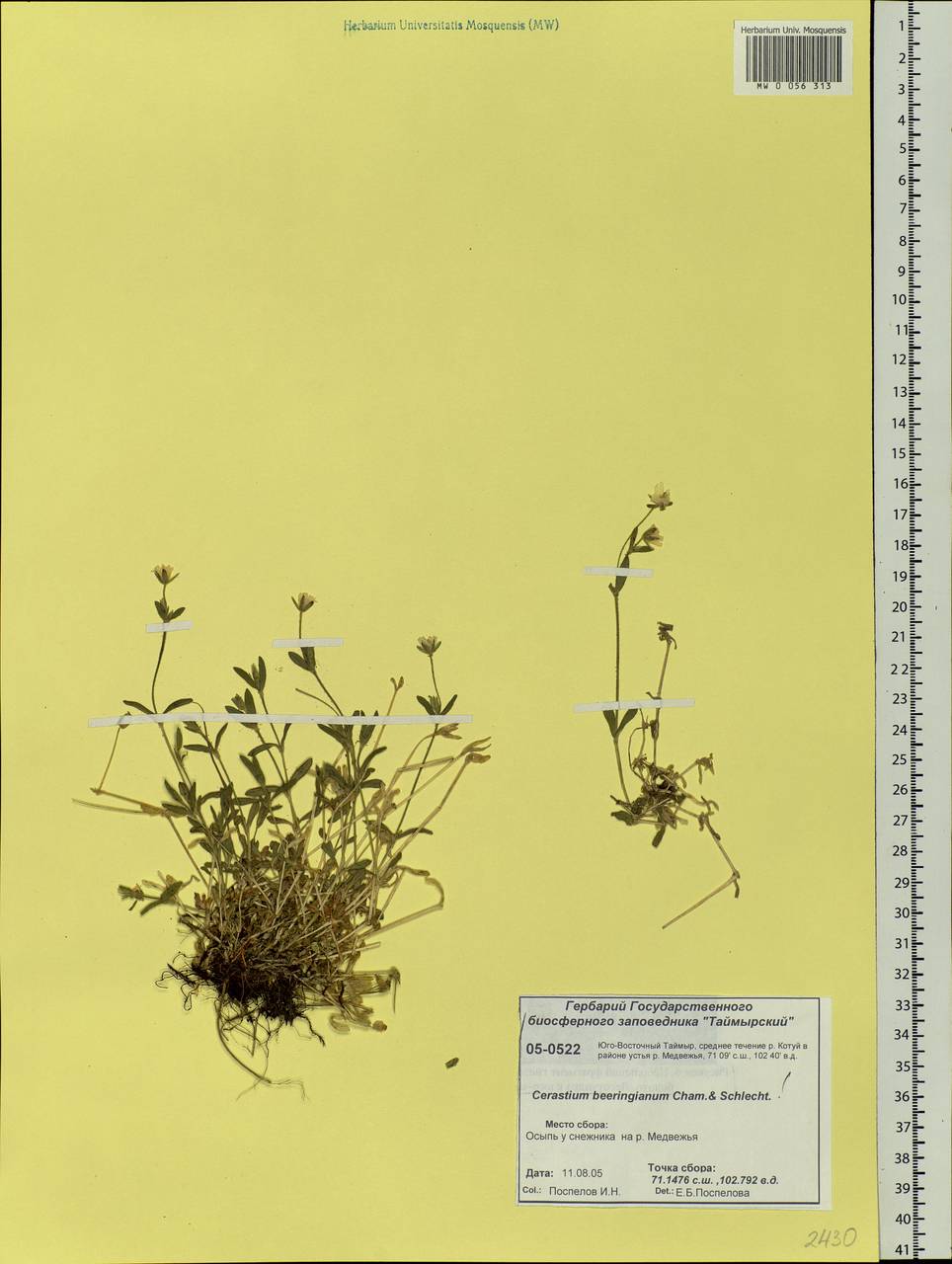 Cerastium beeringianum Cham. & Schltdl., Siberia, Central Siberia (S3) (Russia)