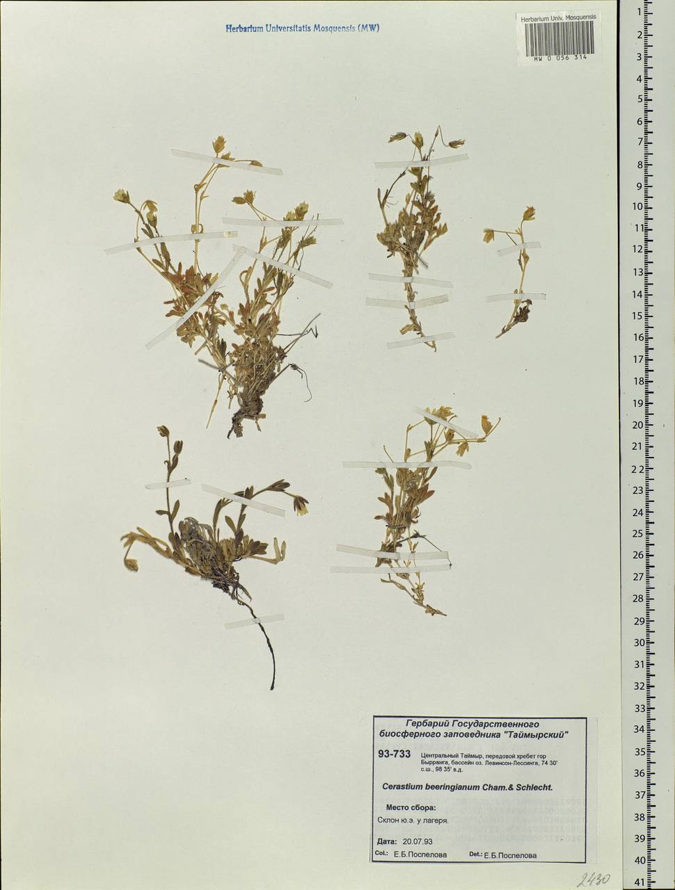 Cerastium beeringianum Cham. & Schltdl., Siberia, Central Siberia (S3) (Russia)