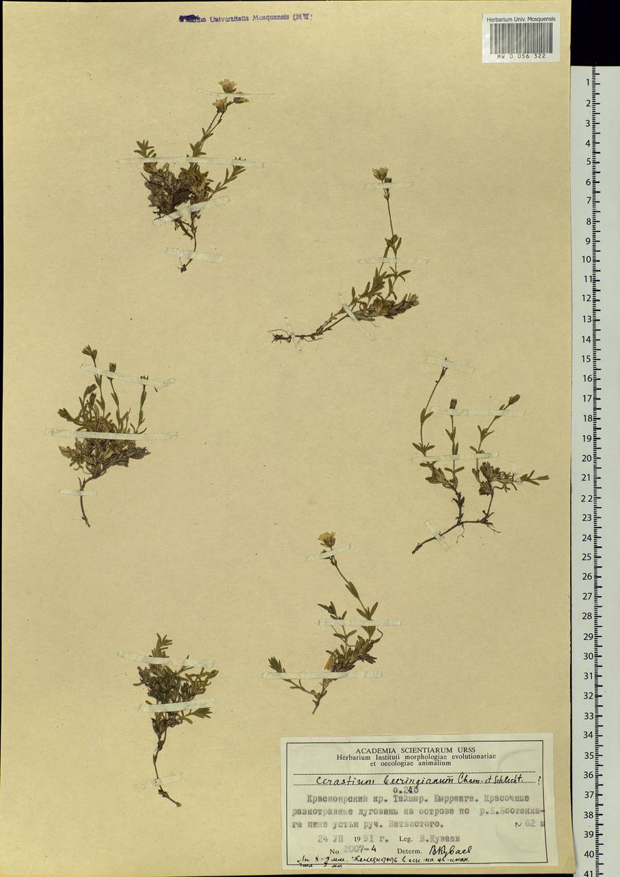 Cerastium beeringianum, Siberia, Central Siberia (S3) (Russia)