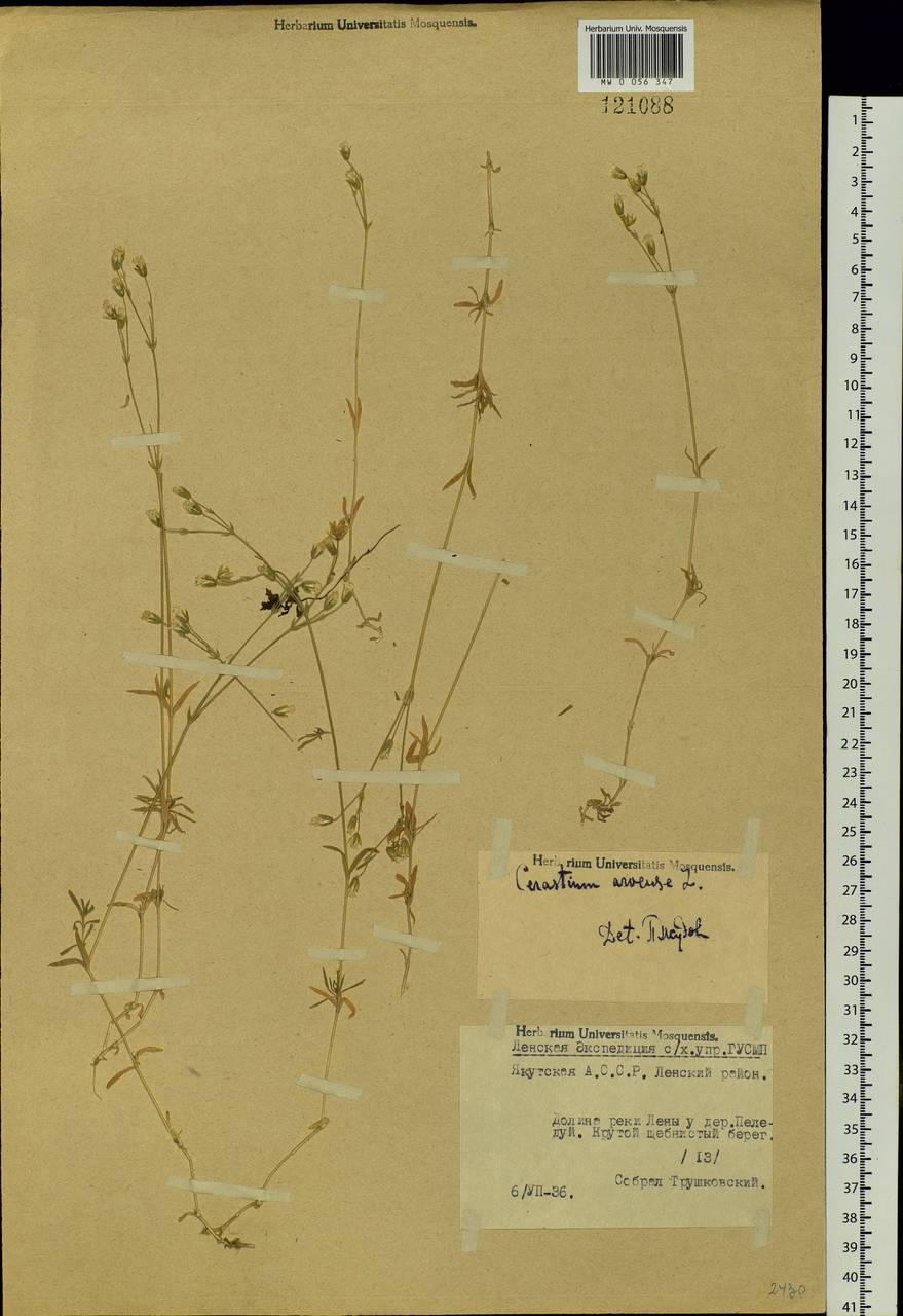 Cerastium arvense, Siberia, Yakutia (S5) (Russia)