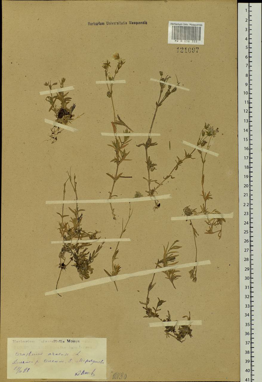 Cerastium arvense, Siberia, Baikal & Transbaikal region (S4) (Russia)