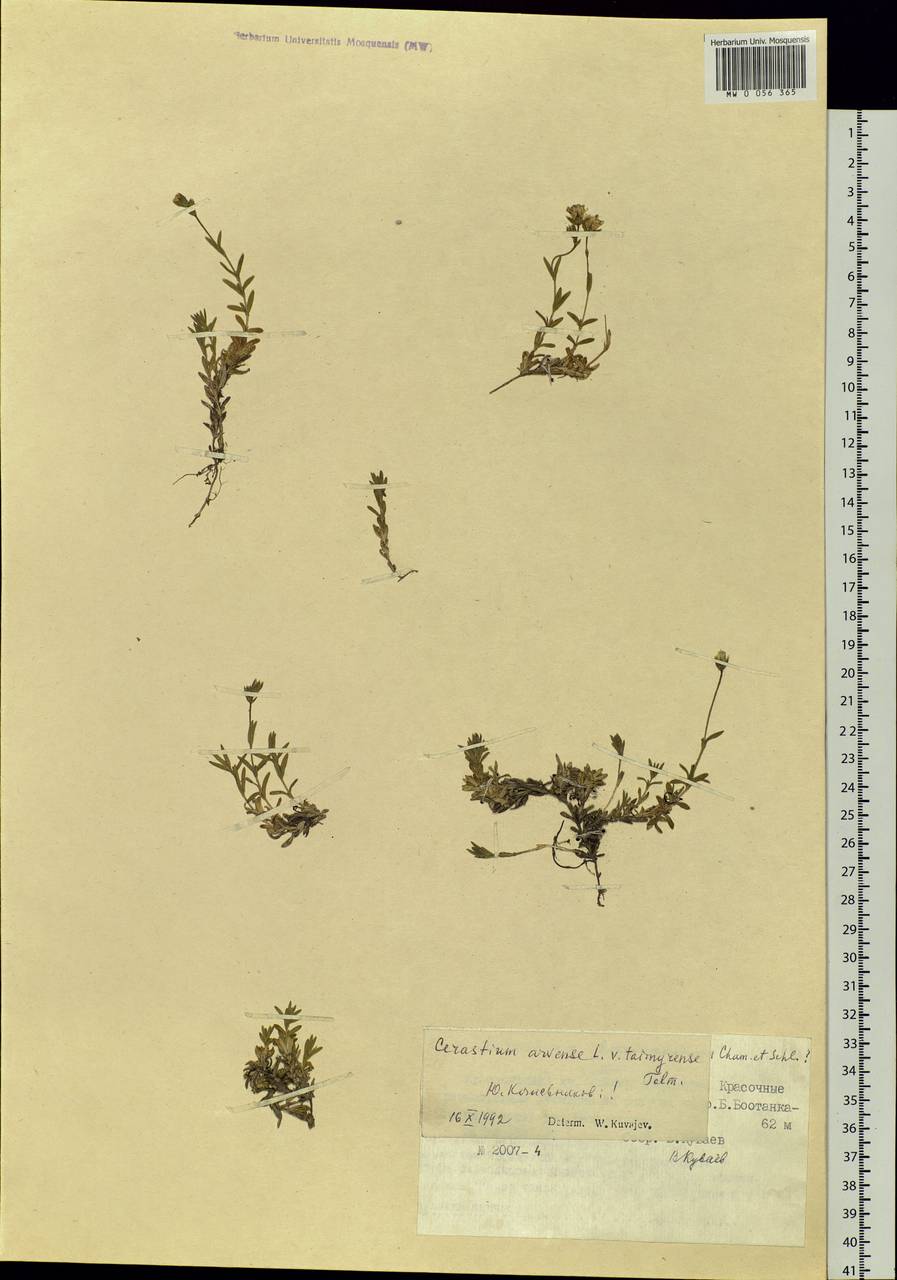 Cerastium arvense L., Siberia, Central Siberia (S3) (Russia)