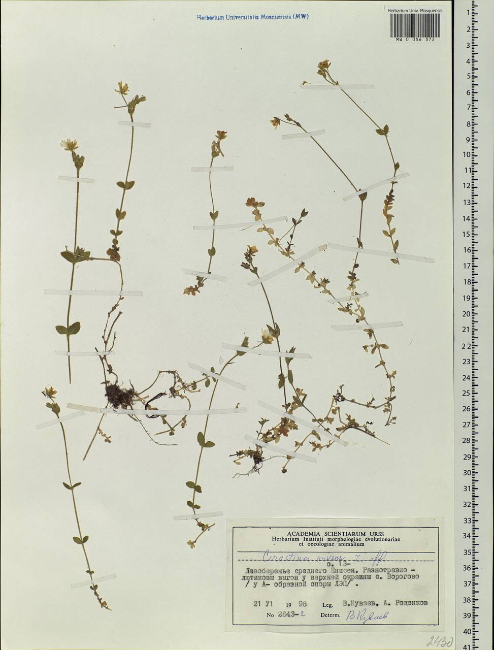 Cerastium arvense L., Siberia, Central Siberia (S3) (Russia)