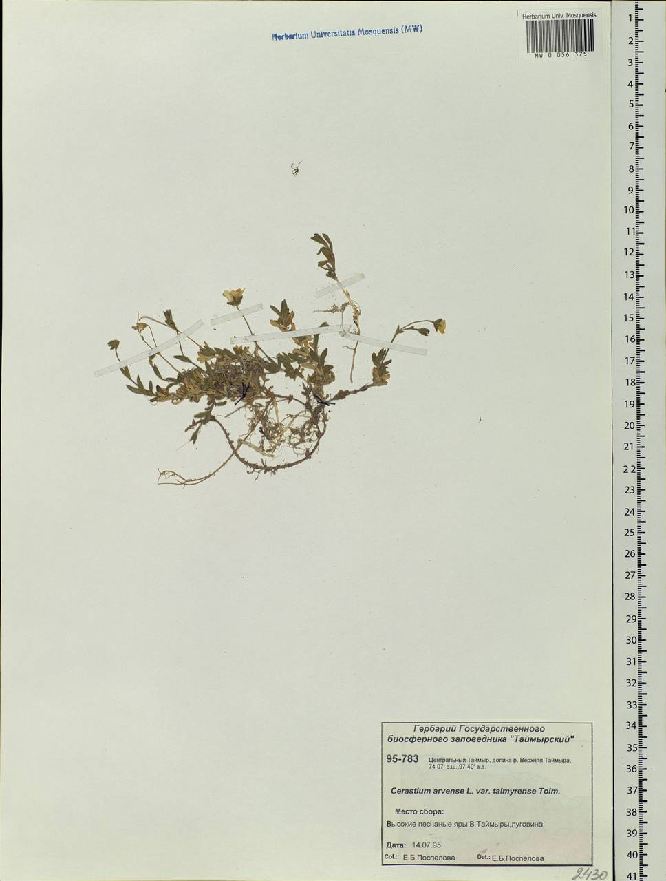 Cerastium arvense L., Siberia, Central Siberia (S3) (Russia)