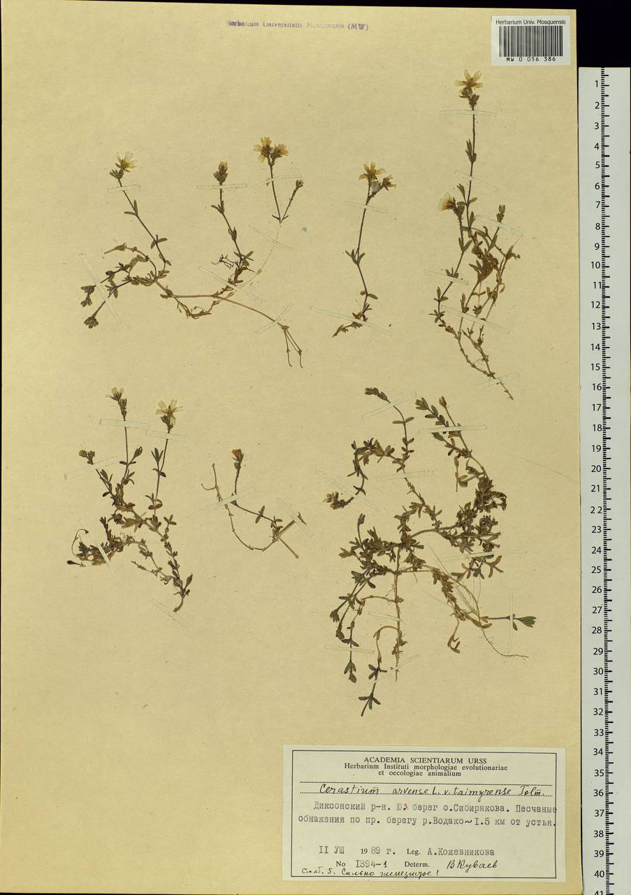 Cerastium arvense, Siberia, Central Siberia (S3) (Russia)