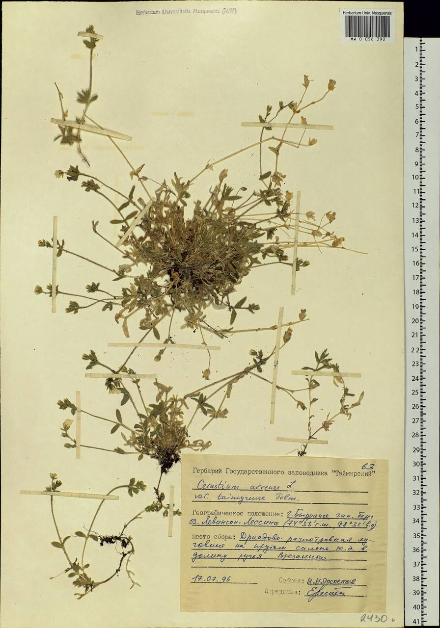 Cerastium arvense L., Siberia, Central Siberia (S3) (Russia)