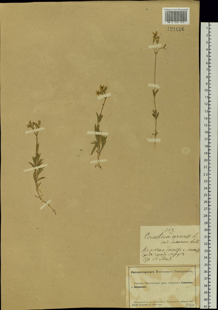 Cerastium arvense L., Siberia, Altai & Sayany Mountains (S2) (Russia)