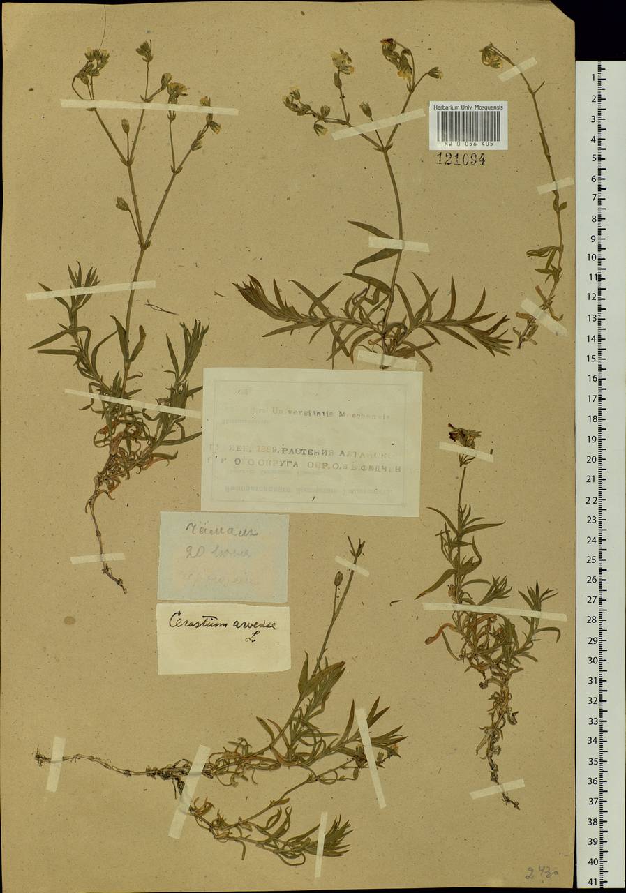 Cerastium arvense L., Siberia, Altai & Sayany Mountains (S2) (Russia)