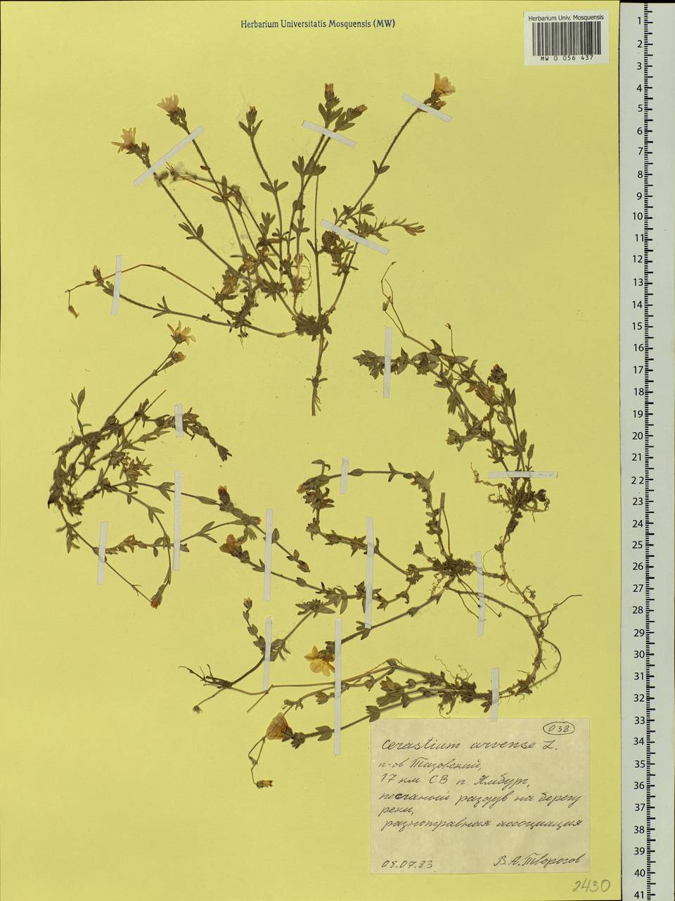 Cerastium arvense, Siberia, Western Siberia (S1) (Russia)