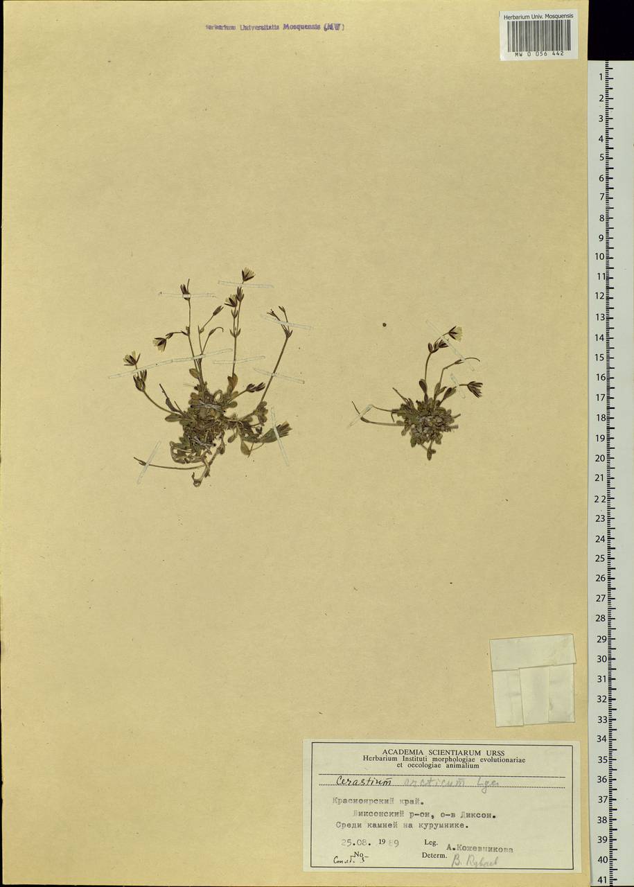 Cerastium arcticum Lange, Siberia, Central Siberia (S3) (Russia)